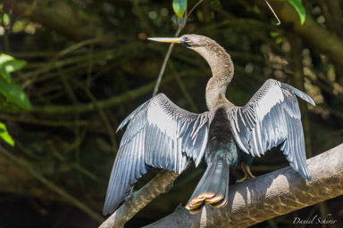 Anhinga d'Amérique
Anhinga anhinga - Anhinga  