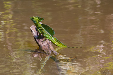 Basilic vert - Green basilisk  