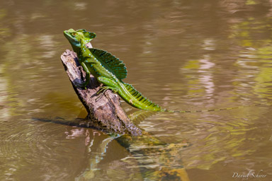 Basilic vert - Green basilisk  