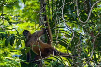 Singe araignée - Atèles de Geoffroy -Spider Monkey  