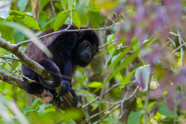 Singe Hurleur - Howler Monkey  