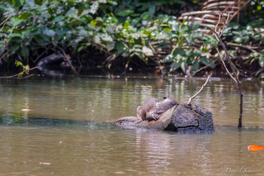 Loutre - otter  