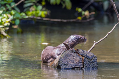 Loutre - otter  