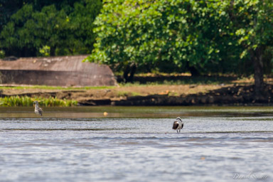 Balbuzard pêcheur - Western Osprey  