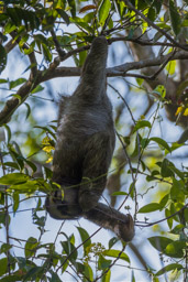 Paresseux - sloth  