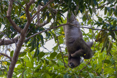 Paresseux - sloth  