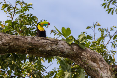 Toucan à carène
 - Keel-billed Toucan  