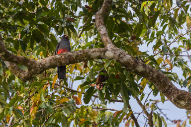 Trogon de Masséna -
Slaty-tailed Trogon  