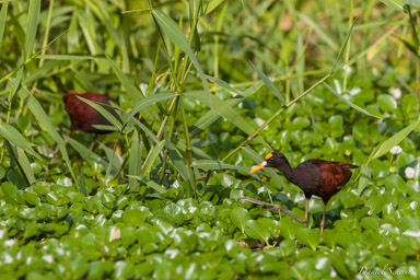 Jacana du Mexique
 - Northern Jacana  