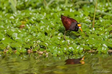 Jacana du Mexique
 - Northern Jacana  