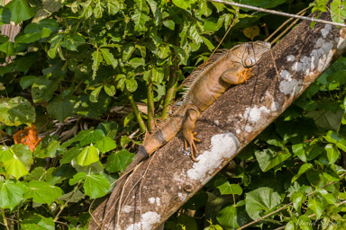 Iguane vert - Green iguana  