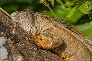 Iguane vert - Green iguana  