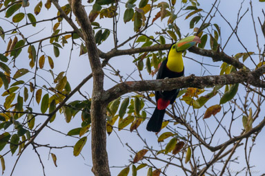 Toucan à carène
 - Keel-billed Toucan  