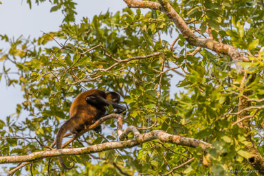 Singe araignée - Atèles de Geoffroy -Spider Monkey  