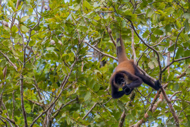 Singe araignée - Atèles de Geoffroy -Spider Monkey  