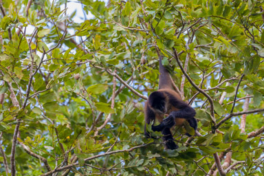 Singe araignée - Atèles de Geoffroy -Spider Monkey  