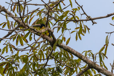 Araçari à collier
 - Collared Aracari  