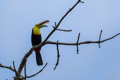 Toucan à carène
 - Keel-billed Toucan  
