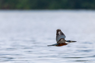 Martin-pêcheur à ventre roux
- Ringed Kingfisher  