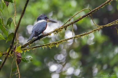 Martin-pêcheur à ventre roux
- Ringed Kingfisher  