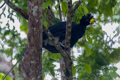 Grand Hocco  ♂ -
Great Curassow  