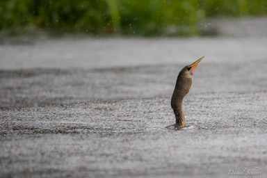 Anhinga d'Amérique
Anhinga anhinga - Anhinga  