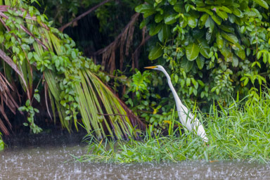 Héron garde-boeufs
- Western Cattle Egret  