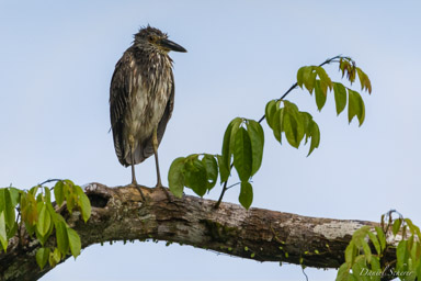 Bihoreau violacé
- Yellow-crowned Night Heron
  