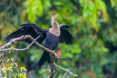 Anhinga d'Amérique
Anhinga anhinga - Anhinga  