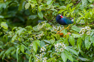 Talève violacée -
Purple Gallinule  
