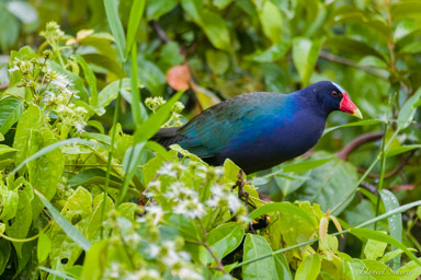 Talève violacée -
Purple Gallinule  