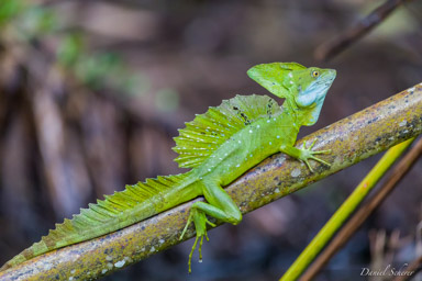 Basilic vert - Green basilisk  