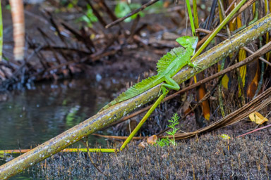 Basilic vert - Green basilisk  