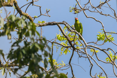 Amazone à lores rouges -
Red-lored Amazon  