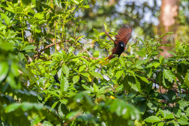 Cassique de Montezuma
- Montezuma Oropendola  