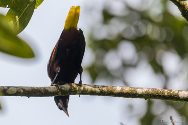 Cassique de Montezuma
- Montezuma Oropendola  
