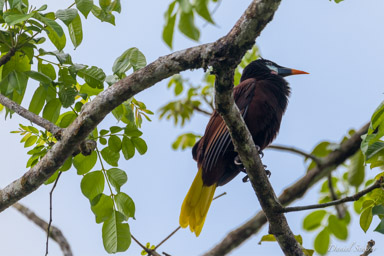 Cassique de Montezuma
- Montezuma Oropendola  