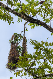 Cassique de Montezuma
- Montezuma Oropendola  