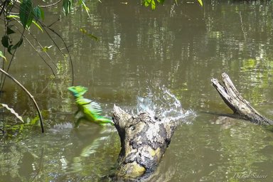 Basilic vert - Green basilisk  