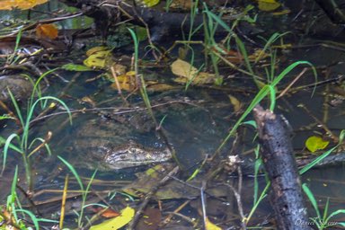Caiman  