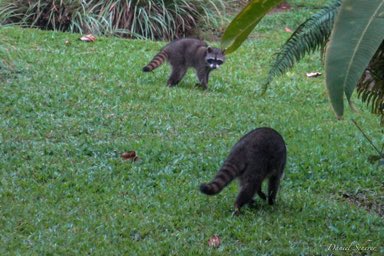 Raton laveur -  Raccoon  