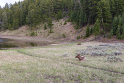 Wapiti/Elk