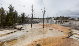 Mammoth Hot Springs