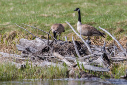 Oie de Bernache/Canada Goose