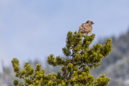 Buse de Swainson/Swainson's Hawk