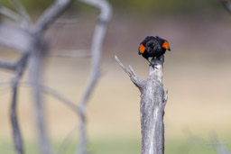 Carouge à épaulettes/Red-winged Blackbird