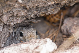 écureuil terrestre/Ground Squirrel