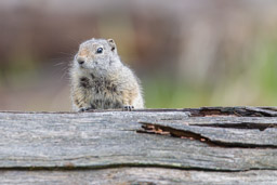 écureuil terrestre/Ground Squirrel