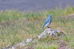 Merlebleu azuré/Mountain Bluebird