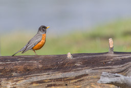 Merle d'Amérique/American Robin